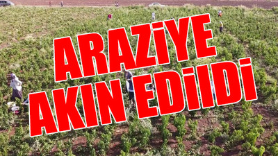 İstediği fiyata satamayınca tonlarca biberi vatandaşlara bıraktı