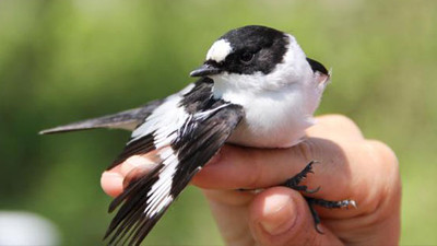 Karantina kuşların ötüşünü değiştirdi