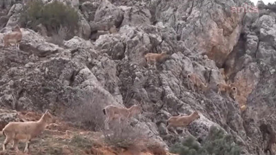 Mahkeme Bingölde'ki 'Dağ Keçilerini' kurtardı