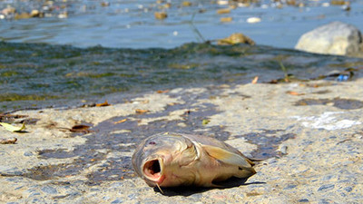Karasu Nehri'nde ölen balıkları, evlerine götürüp yediler