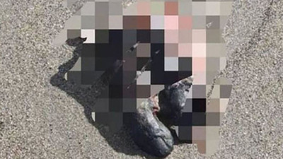 Sahilde kesik ayak bulundu