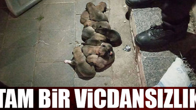 Yavru köpekler çuval içerisinde sokağa atıldı