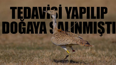 Anadolu'da görülmesi 'mucizeydi' Yozgat'ta vurdular