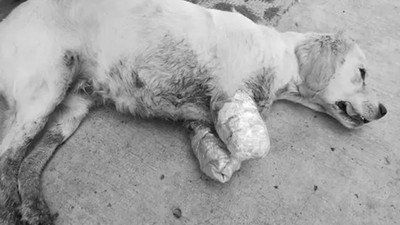 Bacakları kesilmiş halde bulunan yavru köpeğe Haluk Levent sahip çıktı