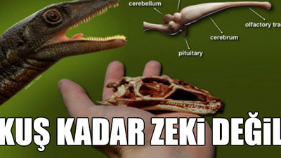 Bilim insanlarından bir ilk: 233 milyon yıl öncesine ait tam bir dinozor beyni keşfedildi