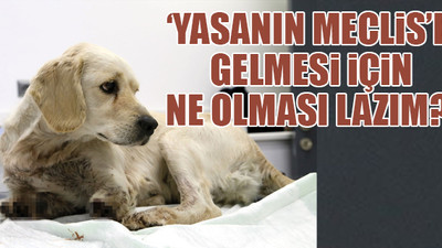 ‘Bu fotoğraf yasanın çıkarılması için imdat çığlığıdır, duyun’