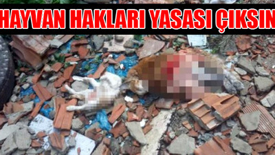 İstanbul'da dehşet: 4'ü yavru 7 kedi vahşice katledildi