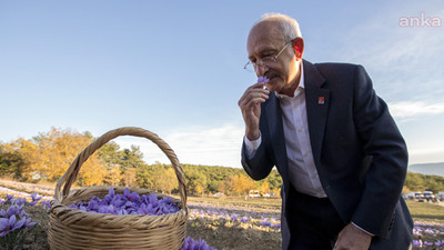 Kılıçdaroğlu, Safranbolu'yu ziyaret etti, bahçeden safran topladı