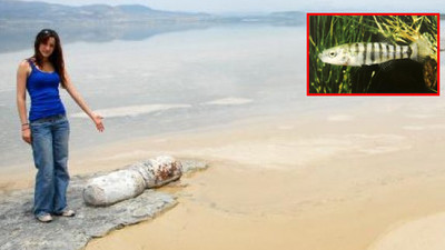 Sadece Burdur Gölü'nde yaşayan balık türü yok oluyor