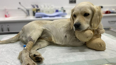 Samsun'da Pamuk adlı köpeğin ayaklarının kesilmesiyle ilgili 3 kişi serbest bırakıldı