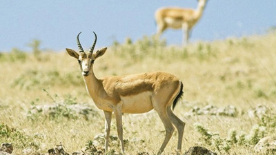 Urfa'da 9 ceylanın katledileceği av ihalesi iptal edildi