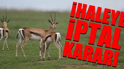 Yurttaş bakanlığa dava açtı, 9 ceylan avlanmaktan kurtuldu