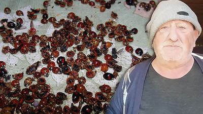 6 mahallede  'uğur böceği' istilası