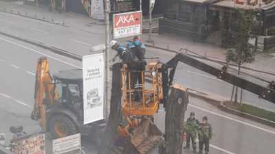 AKP'li belediyenin İBB'yi karalamak için ağaçları kestiği iddia edildi
