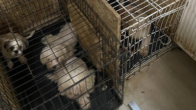 Ankara'da bir evde kötü koşullarda tutulan 68 köpek kurtarıldı