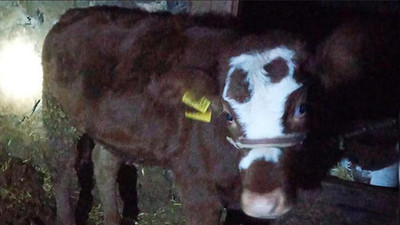 Antalya'da 2 aylık buzağıya cinsel saldırı cezasız kaldı