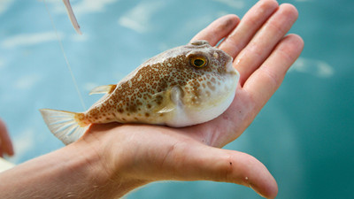 Balon balığı avcılarına para desteği