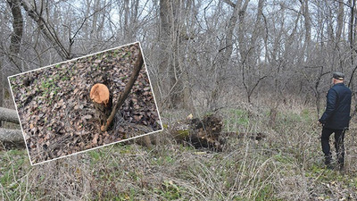 Edirne'de tarihi bölgedeki ağaçlar kesiliyor