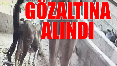 Gaziantep’te bir kişi ineğe tecavüz ederken kameralara yakalandı