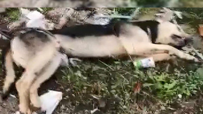 Hayvana vahşet bitmiyor: Belinden kabloyla direğe bağlanan köpek ölü bulundu