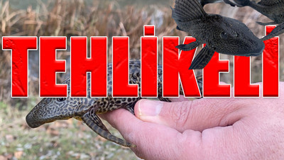 'Karada yürüyen balık' Türkiye'de görüldü 