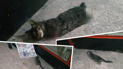 Korkunç olay: 4 bacağı kesilmiş ölü kedi bulundu