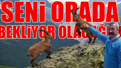 Maçoğlu, dağ keçilerini korumak için ABD'li avcının karşısına çıkacak