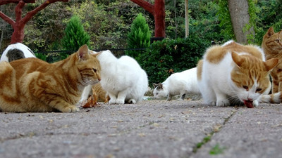 Mesire alanlarındaki kediler aç kaldı