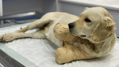 Patileri kesik bulunan 'Pamuk' sahiplendirilecek