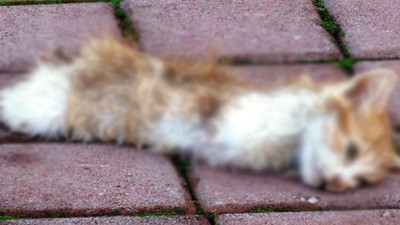 Yavru kediyi patilerini ve kuyruğunu keserek öldürdüler