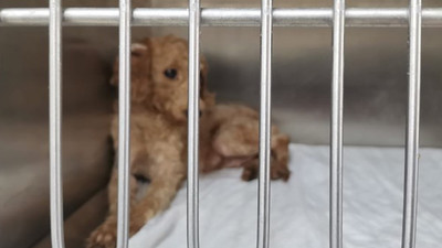 Ses telleri kesilen köpeklerin sahibine 127 bin 920 lira para 'cezası'