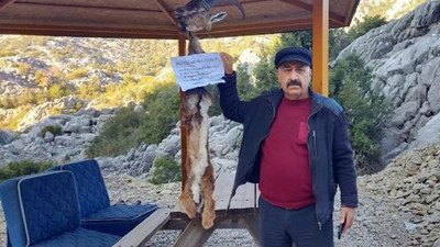 Yaban keçisinin derisini yüzüp muhtara not bıraktılar