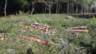 Yaklaşık 2 bin çam ağacı katledildi