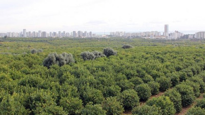30 bin ağaçlı bölgeye sanayi sitesi