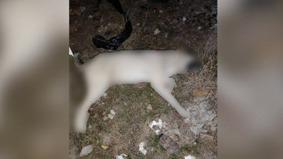 'AKP’li belediye köpekleri öldürdü' iddiası
