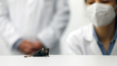 Alman bilim insanları felçli fareyi yeniden yürüttüler