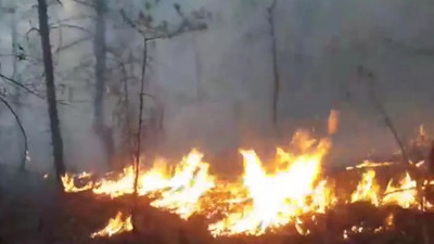 Artvin'de orman yangını