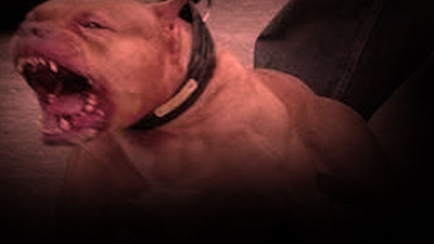 Darp ettikleri vatandaşa pitbull dehşeti yaşattılar