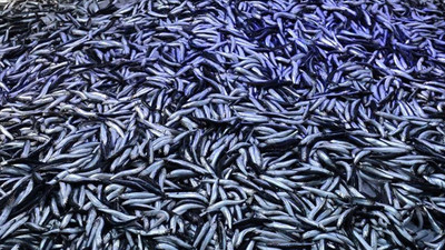 Hamsi avı yasaklandı