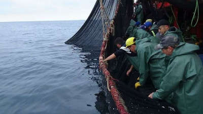 Karadeniz'de bir ilk: Balıklar tersine göçe başladı