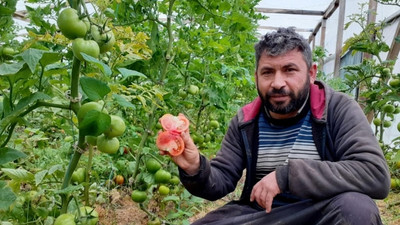 Kendi imkanıyla kurduğu serada organik domates yetiştiriyor