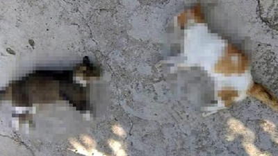 Mersin'de yılbaşından bu yana zehirle öldürülmüş 15 kedi bulundu