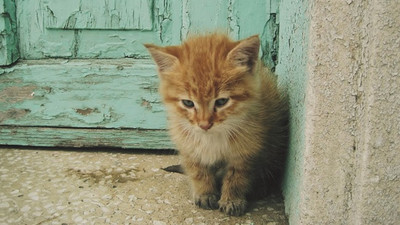 Yavru kedileri poşete koyup ağzını bağlamışlar