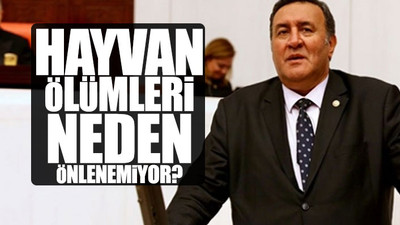 CHP'li Gürer: Hayvanın aşısı da ithal