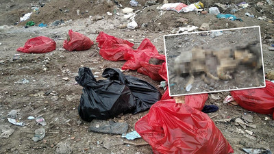 Molozların arasında dehşete düşüren görüntü