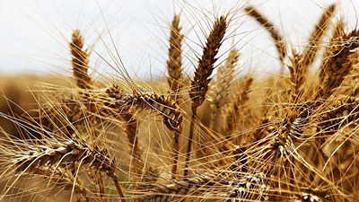 Trakya'da kirlilik alarmı: Korkunç sonuçlar doğabilir