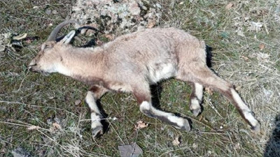 Tunceli'de, koruma altındaki 7 yaban keçisi ölü bulundu