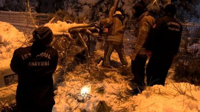 Yolda yürürken üzerine ağaç devrildi