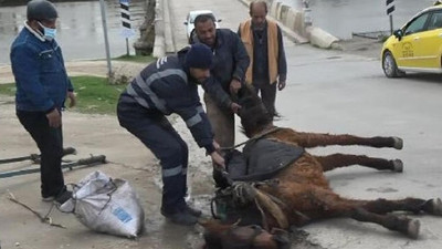 Yorgunluktan bayılan atın üzerine su döktüler, kuyruğundan tutup sürüklediler!