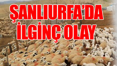 35 koyun gözaltına alınarak hapsedildi